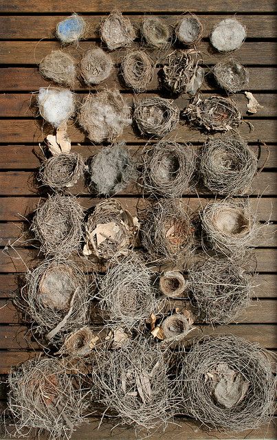 This would be a perfect display for the empty wooden wall on the back porch... except that I donated my bird nest collection to the school! Birds Nests, Inspired Interiors, Bird Eggs, Bird Cages, Baby Bird, Bird Nest, Land Art, Birds Of Paradise, Displaying Collections