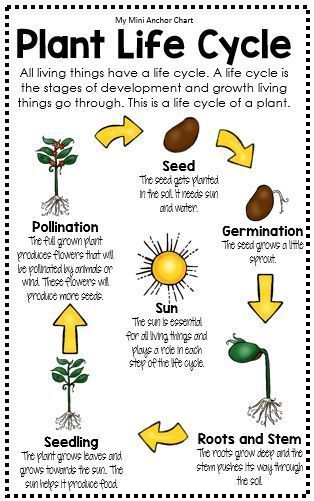 Plant Life Cycle Science Life Cycles, Plant Lessons, Plants Worksheets, Science Anchor Charts, Primary Science, 4th Grade Science, Plant Life Cycle, Plant Science, Kindergarten Science