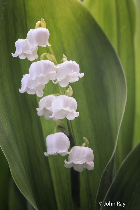 May Bells ( Lily of tne Valley ) grown in a wildlife friendly garden. Bell Lily, Growing Lillies, Bell Orchid, Flower Core, Bell Flowers, Baby Bells, Lily Of The Valley Flowers, Lily Painting, Valley Flowers