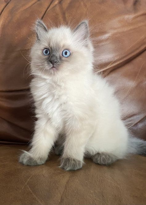 8 week, pure-breed Ragdoll kitten Seal Point Ragdoll Kitten, Small Dog Drawing, Aesthetic Cat Tattoo, Singapura Cat, Ragdoll Kittens For Sale, Snowshoe Cat, Dog Easter, Cat Tattoo Design, Cats Tattoo