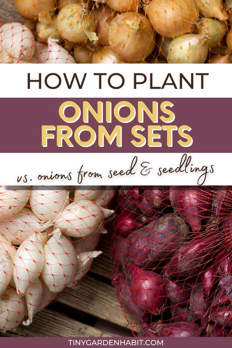 Ready to grow onions of your own? 😋 Discover how to plant onions from sets, vs onions from seed, and seedlings in this fun and informative guide! Get ready to harvest the yummiest onions ever! 🌱 Onions From Seed, How To Grow Onions From Seeds, Planting An Onion From An Onion, Harvesting Onions When To, When To Plant Onion Seeds, Planting Onion Sets, Growing Onions From Seed, Types Of Onions, Miracle Grow