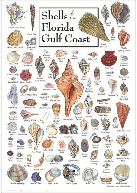 For my next trip to Sanibel! Moody Branding, Vintage Shell Art, Seashell Identification, Shell Art Print, Florida Gulf Coast, Water Poster, Turkey Wings, Lion Paw, Gulf Coast Florida