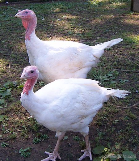 Domestic Turkeys—A young tom (back) with a young hen (front)... Keeping Turkeys as Pets, Keeping Turkeys, Female Turkey, Farming Land, Pet Turkey, Turkey Farm, Gamebirds, Baby Turkey, Tom Turkey, The Barnyard