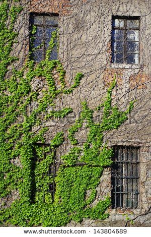 Nature Growing On Buildings, Vines On Building, Ocarina Songs, Map Of United States, Green Inspo, Architecture Industrial, Abandoned Photography, Ivy Wall, Street Trees