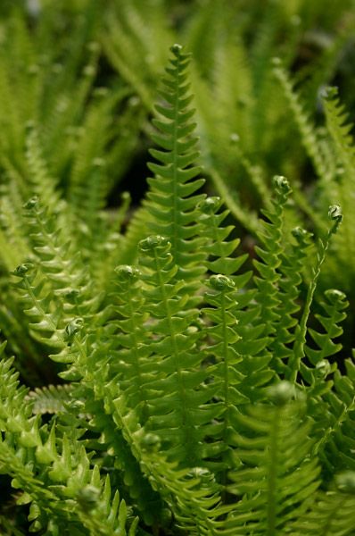 Buy hard fern , deer fern Blechnum spicant: Delivery by Waitrose Garden in association with Crocus Blechnum Spicant, Deer Fern, Evergreen Ferns, Ferns Garden, Woodland Plants, Garden Compost, Shade Plants, Back Garden, Front Garden