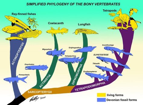 Comparative Anatomy, Animal Infographic, Ancient Fish, Fish Fin, Growth And Evolution, Pre History, Evolutionary Biology, General Relativity, Archaeology News