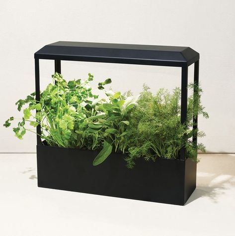 13 Best Indoor Herb Gardens - Kitchen Herb Garden Kits Full Sun Plants, Kitchen Herbs, Steel Planters, Low Light Plants, Bespoke Post, Sun Plants, Grow Light, Led Grow, Led Grow Lights