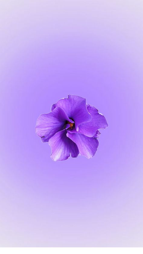 💜 Purple Hibiscus Flower Wallpaper, Soft Purple Aesthetic Wallpaper Iphone, Wallpaper Iphone Violet, Wallpaper Lila, Purple Flowers Aesthetic, Purple Flower Wallpaper, Hibiscus Flower Wallpaper, Purple Hibiscus Flower, Purple Flower Pictures