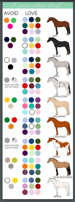 Horse Colour Chart, Horse Tack Color Guide, Horse Tack Color Chart, Tack Colors For Horses, Horse Color Chart Tack, Palomino Horse Tack Color, Bay Horse Tack Colors, Cavalo Palomino, Horse Color Chart