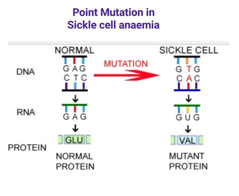 Point Mutation in Sickle cell anaemia... Genetics Activities, Transformations Math, Point Mutation, School Science Experiments, Photosynthesis And Cellular Respiration, Persuasive Writing Prompts, Blood Types, Middle School Science Experiments, Graphing Worksheets