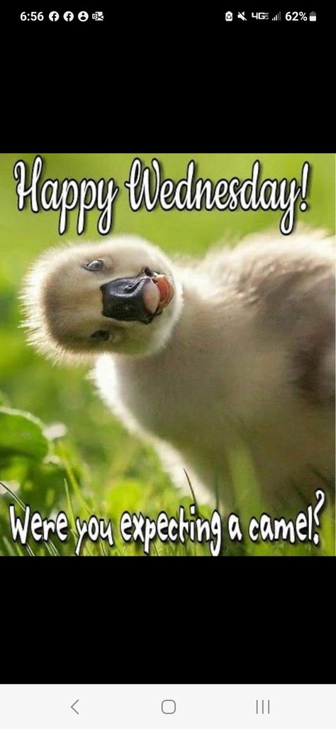 Happy Wednesday Good Morning, Funny Wednesday Quotes, Wednesday Good Morning, Wednesday Morning Quotes, Funny Good Morning Messages, Hump Day Humor, Good Morning Animals, Wednesday Humor, Good Wednesday