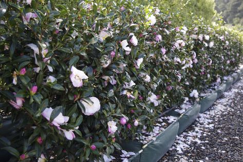 https://flic.kr/p/QnP99Z | Cam. 'Paradise Pearl' - $215/m, 70L hedge bag | Camellia sasanqua 'Paradise Pearl' Hedge from Twining Valley Nurseries' Living Walls™ range of instant hedges www.tvn.co.nz/living-boundary Gardenia Hedge, Camellia Hedge, Sasanqua Camellia, Lanai Decorating, Old House Exterior, Camellia Sasanqua, Living Walls, Nurseries, Hedges