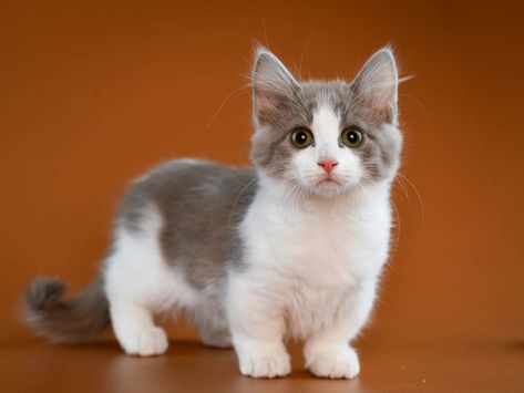 Cat Having Kittens, Swimming Cats, Largest Domestic Cat, Turkish Angora Cat, Domestic Cat Breeds, Angora Cats, Birman Cat, Rare Cats, Munchkin Cat