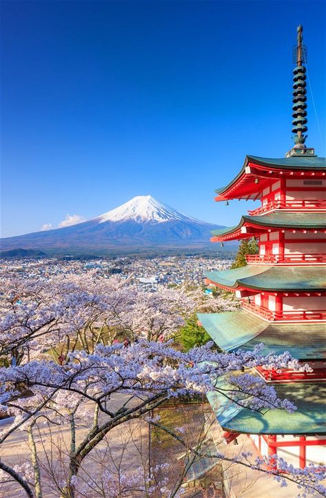 Le mont Fuji et la pagode Chureitō forment au printemps un sujet photographique digne d’une couverture de guide touristique Gunung Fuji, Monte Fuji, Cherry Blossom Japan, Cherry Blossom Trees, Mont Fuji, Japan Travel Tips, Japan Photography, Japon Illustration, Japan Aesthetic