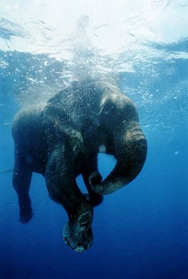 Animals Swimming, Elephants Never Forget, Elephant Love, Blue Elephant, Blue Elephants, African Elephant, Gentle Giant, An Elephant, Animal Photo