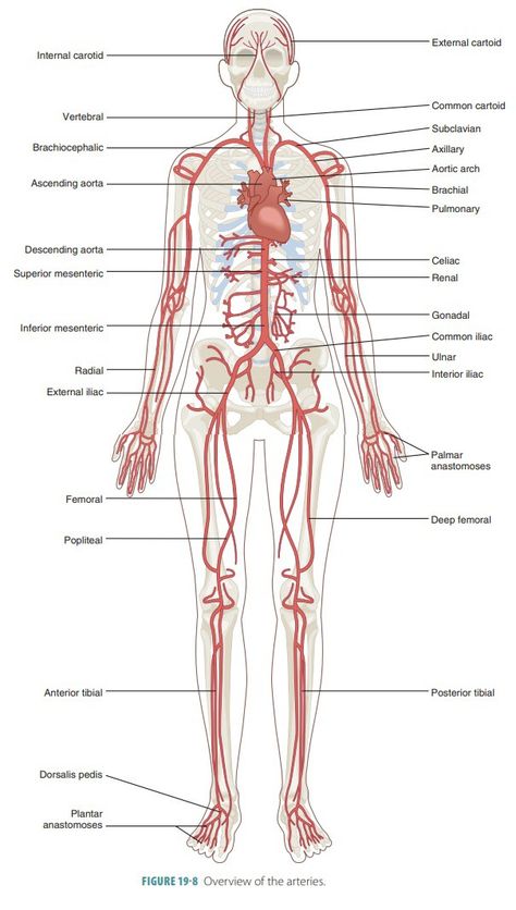 Anatomi Dan Fisiologi, Arteries Anatomy, Medicine Anatomy, Basic Anatomy, Medical Notes, Human Pictures, Dental Surgeon, Basic Anatomy And Physiology, Human Body Systems