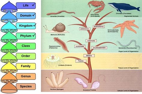 Phylum: The Animal Kingdom has 9 major phyla that further subdivide into a total of 35 phyla total — Natural Born Scientists ®, LLC Animal Kingdom Classification, Kingdom Classification, Apologia Biology, Phylogenetic Tree, Animals Name In English, Animal Classification, Theory Of Evolution, Ap Biology, Kingdom Animalia