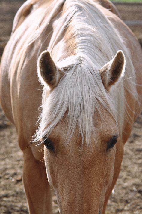 Horse ranch, palomino Palomino Horse Aesthetic, Palomino Mustang, Tan Horse, Horse Colours, Ranch Horse, Palomino Horse, Horse Aesthetic, Life Board, Horse Ranch