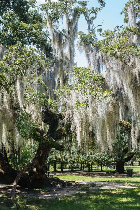 City Park in New Orleans is where Morning Call is in NOLA, The Taste SF New Orleans City Park, Hummingbirds Photography, Antebellum South, New Orleans City, Summer Vacation Destinations, Morning Call, Alaska Airlines, Winter Destinations, Couple Getaway