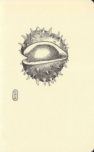 Conker sketch Conker Drawing, Conker Illustration, Conker Tattoo, Conker Art, Buckeye Tattoo, Chestnut Illustration, Chestnut Tattoo, Needle Phobia, Lucas Arts