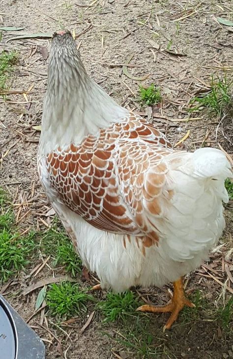 Blue Laced Gold Wyandotte, but is a 'Splash', so is more white than blue. So she is technically a Splash Laced Gold Wyandotte Gold Laced Wyandotte, Wyandotte Hen, Laced Wyandotte, Farmyard Animals, Wyandotte Chicken, Poultry Breeds, Chicken Raising, Chickens And Roosters, Silver Lace