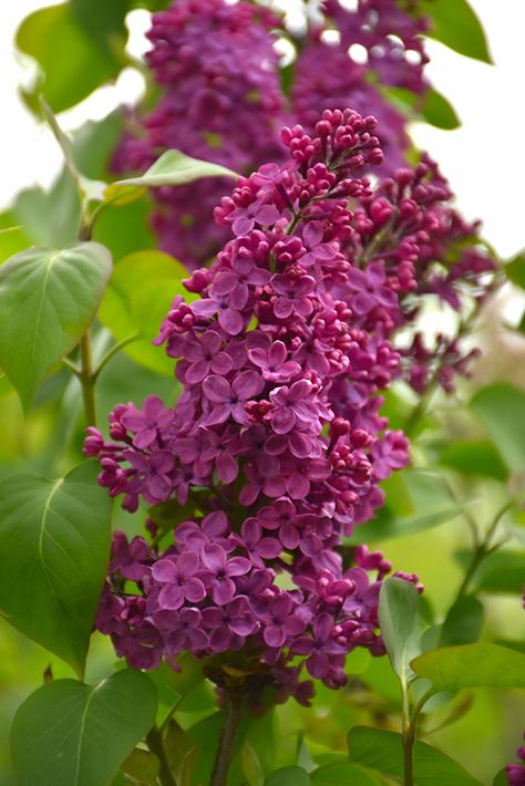 Congo Lilac (Syringa vulgaris 'Congo') at Classic Landscape Centre Common Lilac, Classic Landscape, Syringa Vulgaris, Sun Photo, Flowers Green, Attract Butterflies, Lilac Flowers, Landscaping Plants, Flower Bud