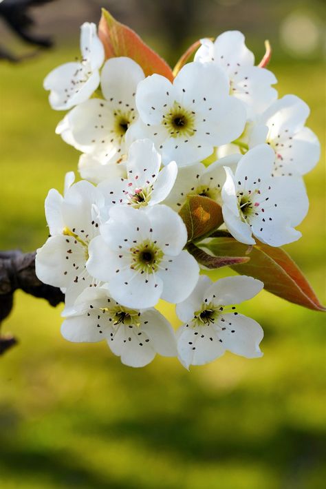 Pear Flower Pear Fruit, #Pear, #Fruit, #Flower Pear Flower, Apricot Blossom, Flower Fruit, Pear Blossom, Pear Fruit, Pear Trees, Fruit Flowers, Sweet Floral, Game Artwork