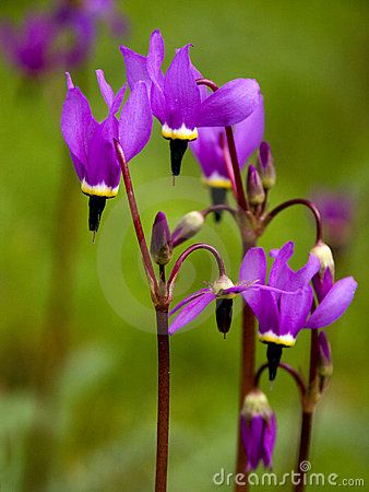 Shooting Stars ... Alpine Wildflower...have always love these. They're out right now where I live. Oregon Wildflowers, Gold Vault, California Wildflowers, Wildflower Seeds, Shooting Star, Star Flower, Shooting Stars, Flower Beauty, Flower Seeds