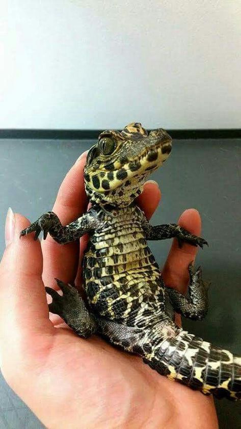 Cute Lizard, Cute Reptiles, Reptiles Pet, Crocodiles, Reptiles And Amphibians, Lizards, Zoology, Cute Creatures, Gecko