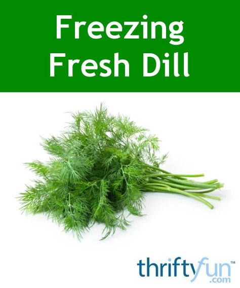 Freezing Fresh Dill, How To Freeze Dill, Preserving Fresh Dill, Can You Freeze Dill, Can You Freeze Fresh Dill, How To Preserve Fresh Dill, Freezing Dill, How To Keep Dill Fresh In Fridge, How Do You Freeze Fresh Dill