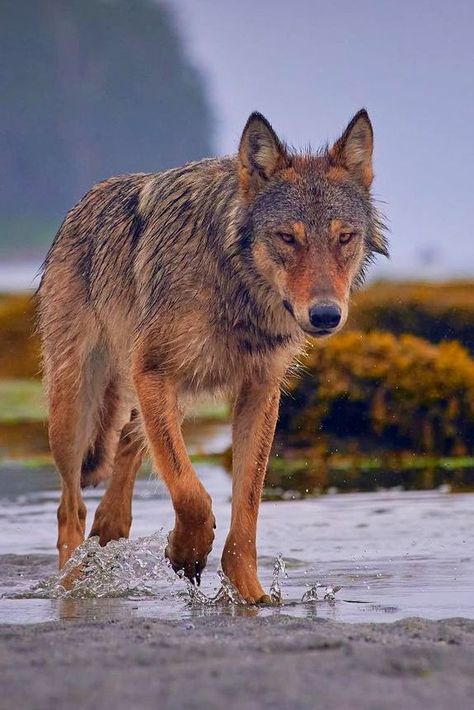 Vancouver Coastal Sea Wolf (Canis lupus crassodon) / Loup de Vancouver / Image by seaforthexpeditions (Tom McPherson) from instagram Coastal Sea Wolf, Canine Therian, Silly Wolves, Coastal Wolf, Sea Wolves, Sea Wolf, Wolf Photography, Live Animals, Grey Wolf