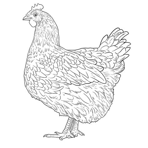 Chicken Line Drawing, Hen Drawing, Draw A Chicken, Chicken Outline, Drawing Tips And Tricks, Hen Tattoo, Black And White Chickens, Sketch Outline, Sketchbook Prompts