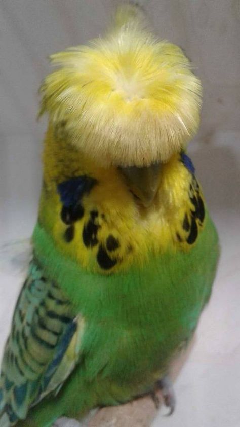 https://www.facebook.com/photo.php?fbid=1905982173014394&set=pcb.1905982213014390&type=3&theater English Budgie, Birds In Nature, Budgies Parrot, Endangered Birds, Budgie Bird, Unique Birds, Conure Parrots, Budgies Bird, Funny Parrots