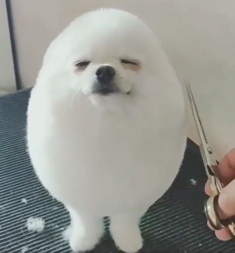 Egg Dog Pfp, Memes Dogs Icons, Meme Reaction Pic Dog, Dogs Funny Meme Faces, Dog Portraits Art, Cute Egg, Dog Icon, Dog Memes Pictures Mood, Samoyed Meme