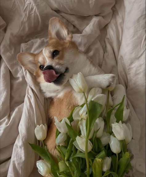 Corgi Aesthetic, Corgi Wallpaper, Baby Corgi, Dog Corgi, Cute Corgi Puppy, Funny Corgi, Corgi Puppies, Corgi Pictures, Corgi Funny