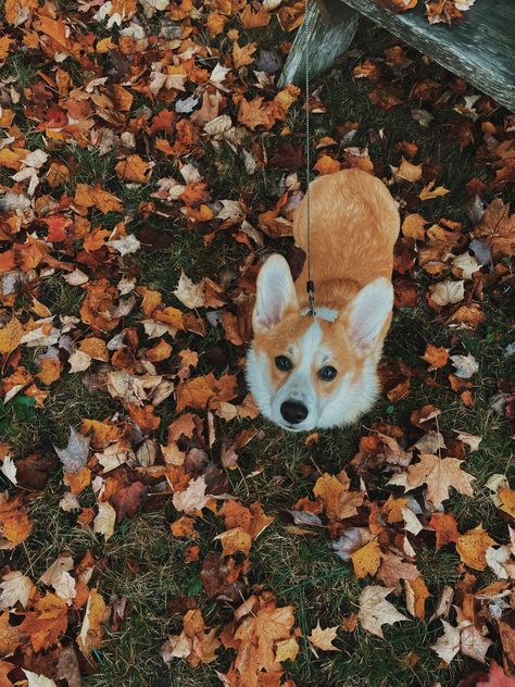 Fall Aesthetic Animals, Dog Fall Aesthetic, Aesthetic Fall Pics, Fall Puppies, Fall Asthetic Photos, Corgi Aesthetic, Pet Friendly Rugs, Fall Leaves Aesthetic, Fall Dogs