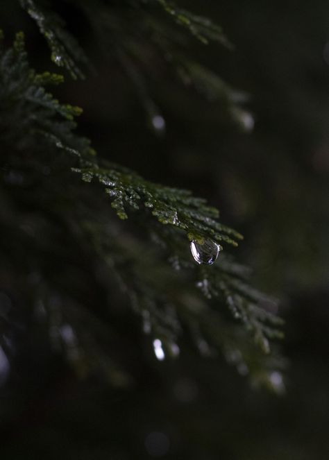 Dark Rainy Woods Aesthetic, Rain Woods, Rainy Day Photography, Minimal Lifestyle, Macro Photography Nature, Photography Macro, Minimalism Lifestyle, Woods Photography, Rain Storm