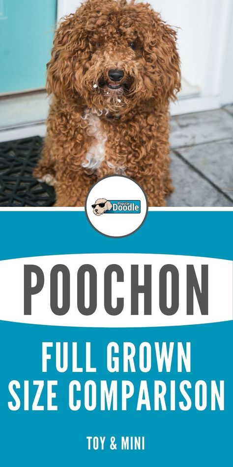 Poochon Dog, Bichon Poodle Mix, Poochon Puppies, Doodle Dog Breeds, Poodle Mix Breeds, Poodle Mix Puppies, Puppy Facts, Dog Grooming Styles, Poodle Mix Dogs