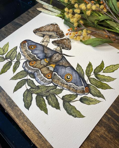 🌿watercolor and ink moth and mushrooms🌿 Swipe to see more 🤎 Moth And Mushroom, Watercolor Moth, Male Inspiration, Painting Reference, Moth Art, Art And Nature, Mushroom Print, Nature Wall Decor, Original Watercolor Art