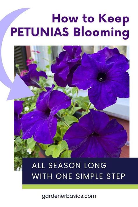 Discover the secrets to keeping your petunias lush and blooming! Learn how to pinch back petunias for fuller growth and long-lasting beauty. Read now for essential petunia care tips! Petunia Care Tips, Petunias Flower Bed Front Yards, How To Care For Petunias, Caring For Petunias, How To Grow Petunias From Seed, Petunia Garden Flower Beds, Petunias In Pots, How To Save Petunia Seeds, Petunia Problems