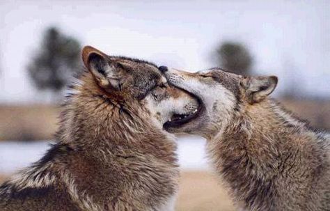 I see your tonsils!! Red wolves jaw sparring (NOT fighting!) at the Point Defiance Zoo and Aquarium! Animals Kissing, Funny Wolf, Two Wolves, Wolf Love, She Wolf, Wolf Pictures, Beautiful Wolves, Wolf Moon, Funny Animal Pictures