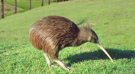 Kiwis Facts, Flightless Bird Habitat, Diet, Information with Pictures Weird Birds, Bird Paintings, Kiwi Bird, Nz Art, 타이포그래피 포스터 디자인, Flightless Bird, National Animal, Australian Animals, Big Bird