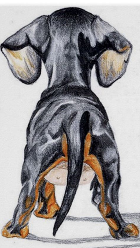 Arte Dachshund, Dachshund Drawing, Dachshund Painting, Doxie Art, Dachshund Tattoo, Dachshund Breed, Dachshund Art, 강아지 그림, Canine Art