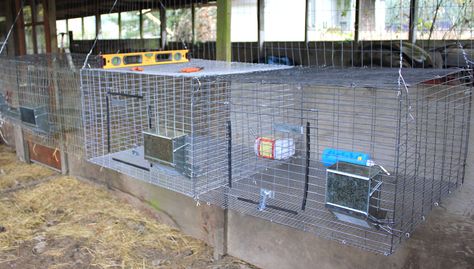 Hanging All-Wire Cages for Rabbit health Hanging Rabbit Cages, Wire Rabbit Cages, Rabbit Health, 3 Rabbits, Rabbit Supplies, Rabbit Wire, Diy Rabbit Cage, Nice Buns, Indoor Rabbit Cage