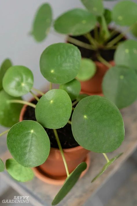 PIlea peperomioides Care: The Best Water, Light, and Fertilizer Pilea Peperomioides, Chinese Money Plant, Money Plant, Small White Flowers, Houseplants Indoor, New Roots, Gardening Advice, Replant, How To Grow Taller