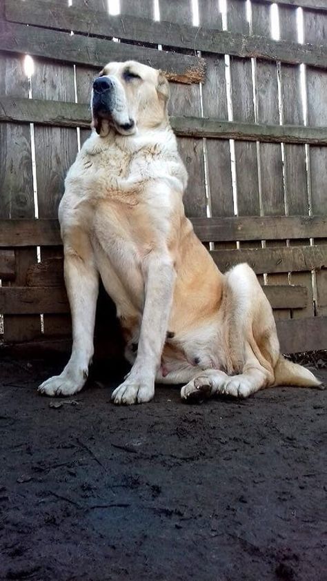 Georgian Shepherd, Dog Tongue, Guardian Dog, Livestock Guardian Dog, Livestock Guardian, Animal References, Mountain Dog, Mountain Dogs, Large Dogs