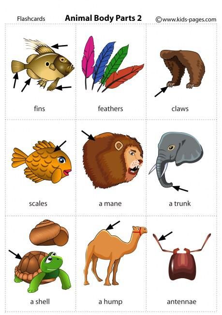 Phonetics English, Body Parts Flashcards, Animal Body Parts, English For Beginners, Learning English For Kids, English Learning Spoken, Kids English, Interesting English Words, English Classroom