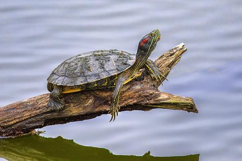 Mural Fence, Pool Mural, Land Turtle, River Turtle, Interpretive Signage, Land Turtles, Water Turtle, Turtle Images, Night Scenes