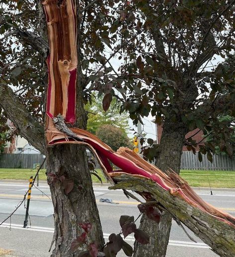 The Bright Red Interior Of This Broken Branch Nature Core, Forest Core, Alternate Worlds, Fake Trees, South Park Characters, Local Brewery, Sign Out, Amazing Life Hacks, Red Interior