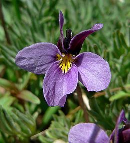 Viola cryana - Alchetron, The Free Social Encyclopedia Great Basin, Habitat Destruction, Perennial Herbs, Extinct Animals, Plant Species, But First, Forget Me Not, Large Flowers, Creative Community